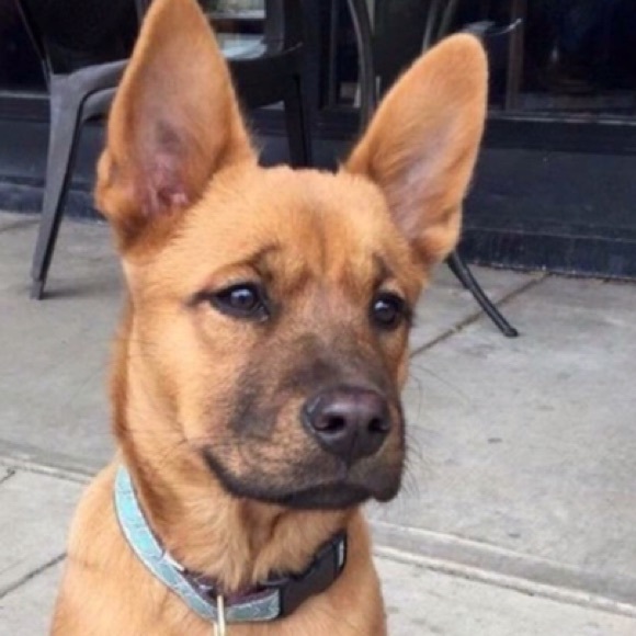 Meet your Posher, Robert - Picture 1 of 1