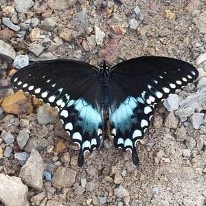 Meet your Posher, Joliene