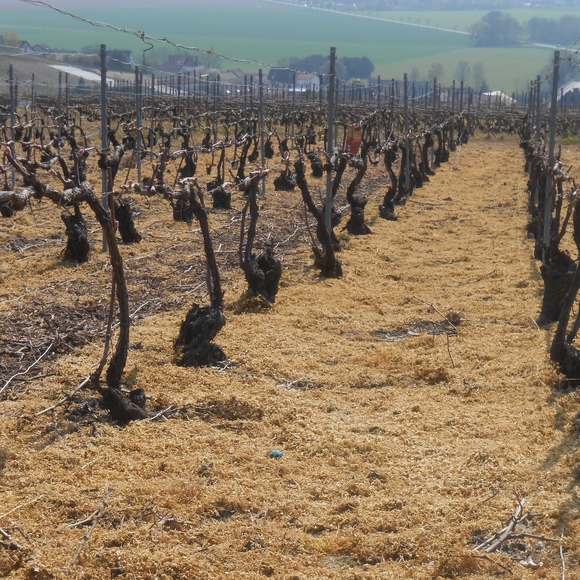 Meet your Posher, Laura - Picture 5 of 8