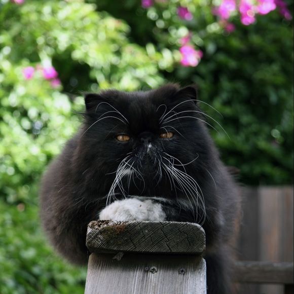 Meet your Posher, Teresa - Picture 1 of 1