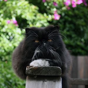 Meet your Posher, Teresa