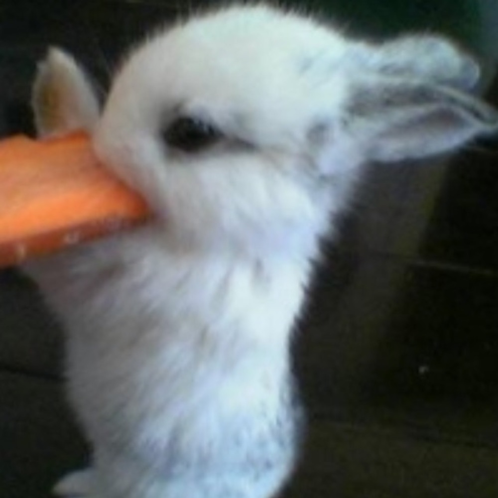 Meet your Posher, Lachele