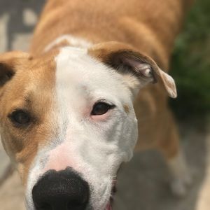 Meet your Posher, Annie