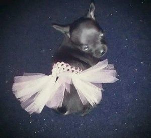 Meet your Posher, Lorene