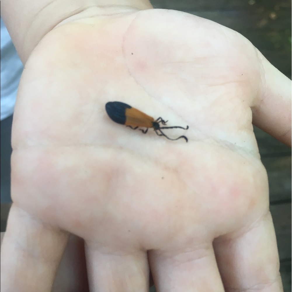 Meet your Posher, Jabin