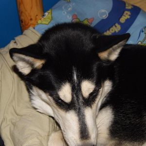 Meet your Posher, Sheila