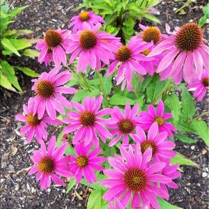 Meet your Posher, Wendy