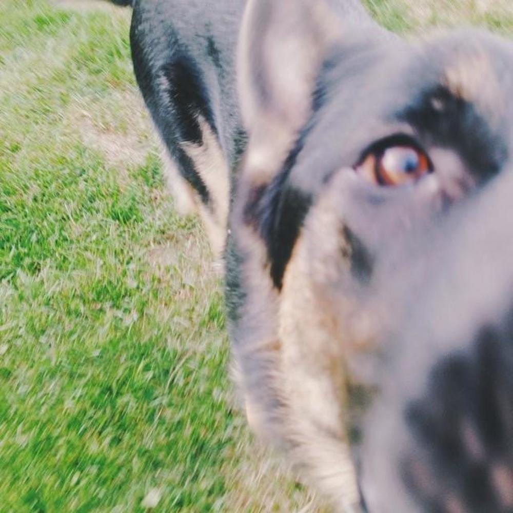 Meet your Posher, Jessie