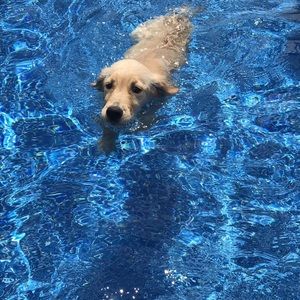 Meet your Posher, Lanna