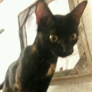 Meet your Posher, Candace