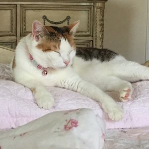 Meet your Posher, Carmen