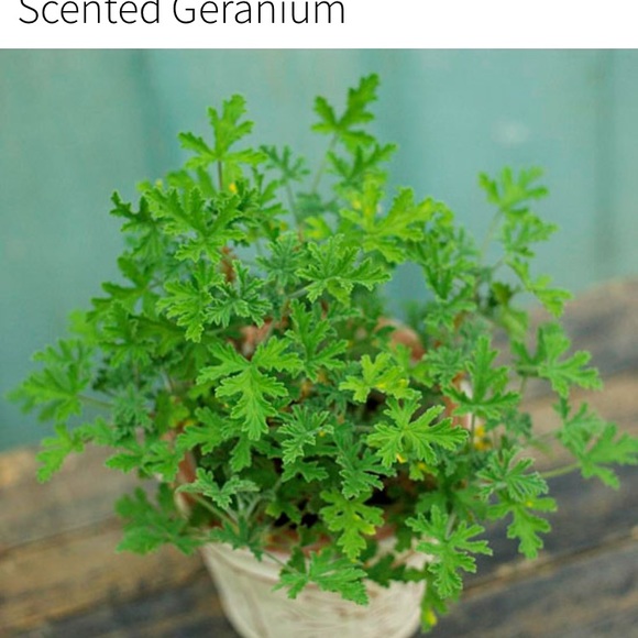 Meet your Posher, Renata - Picture 1 of 1