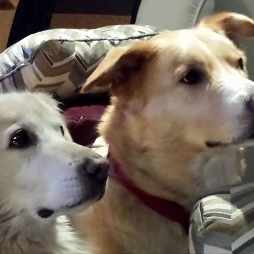 Meet your Posher, Sharon