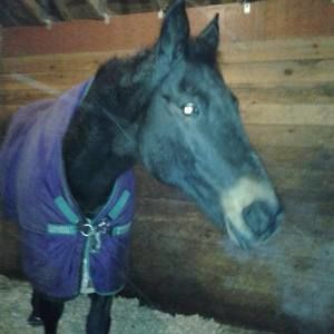 Meet your Posher, Gayle