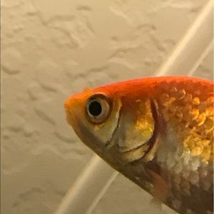 Meet your Posher, Joe