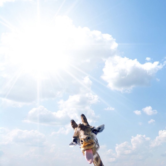 Meet your Posher, Mckenna - Picture 1 of 1