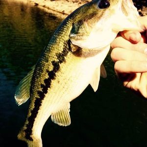 Meet your Posher, Dylan