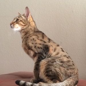 Meet your Posher, Eva