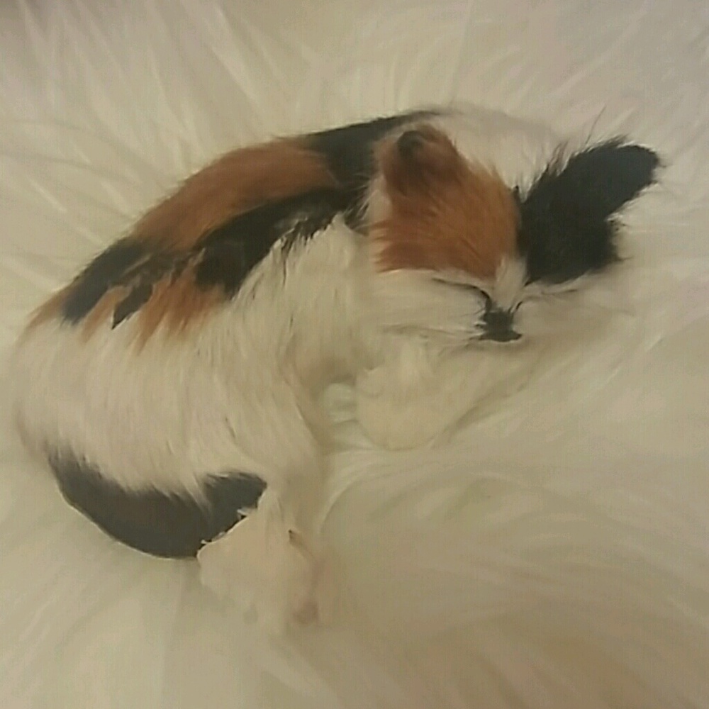 Meet your Posher, Raquel