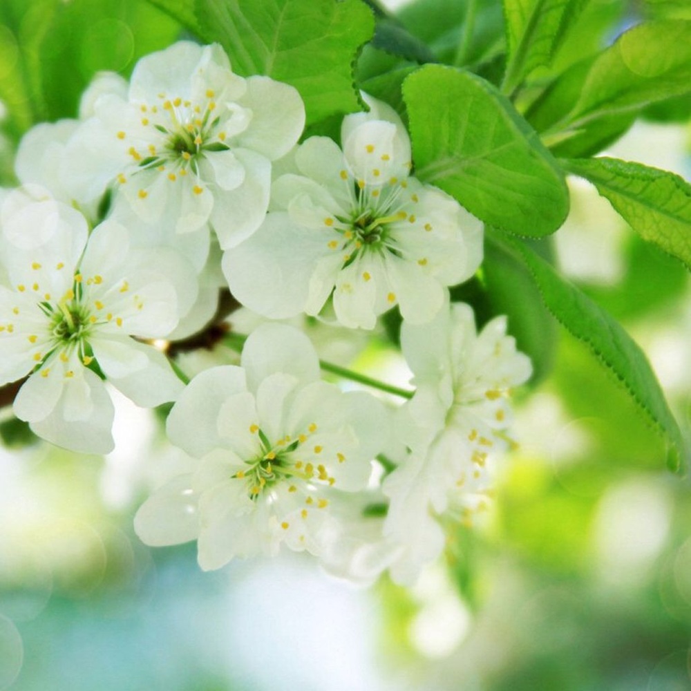 Meet your Posher, Shirley