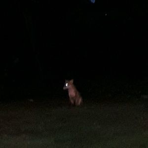 Meet your Posher, Cam