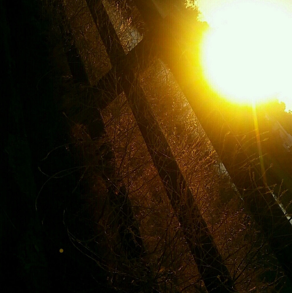 Meet your Posher, Daisy