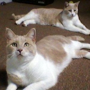 Meet your Posher, Cheryl