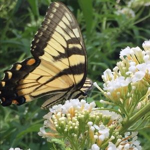 Meet your Posher, Lorraine