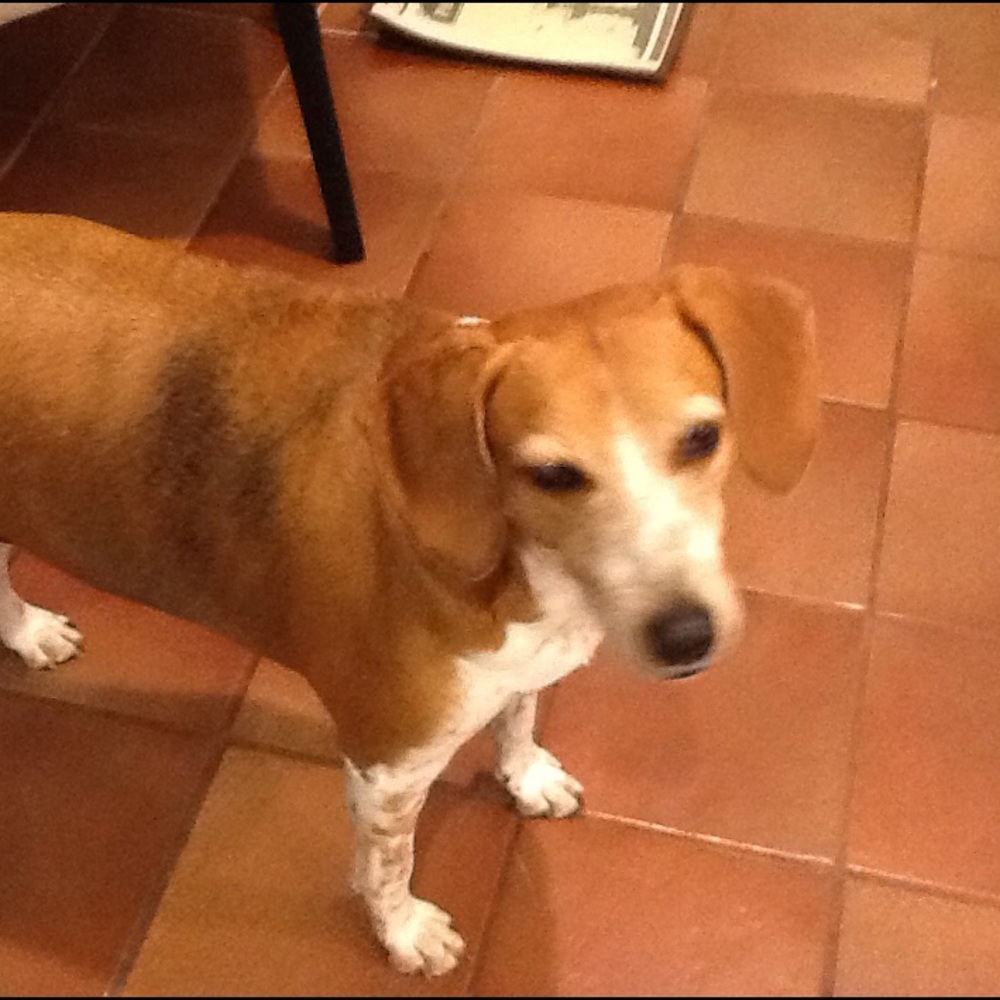 DAISY