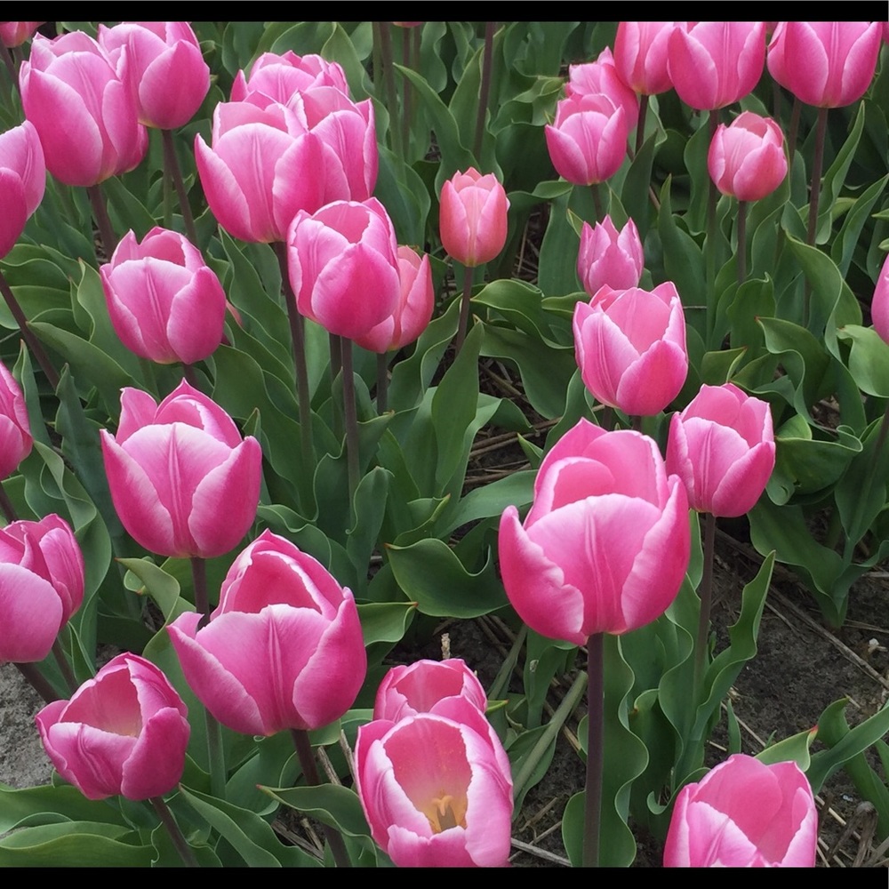 Meet your Posher, Marilyn