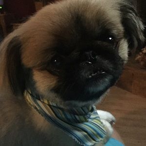 Meet your Posher, Sheridan