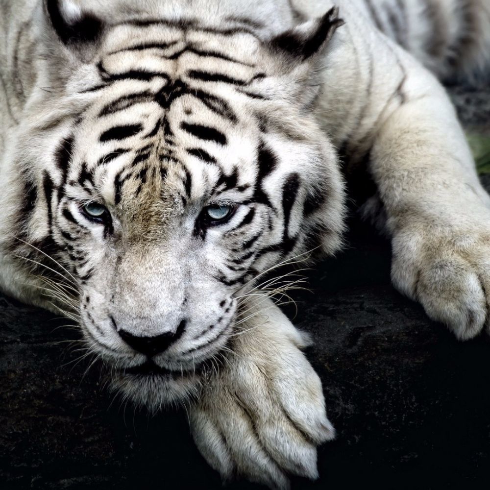 Meet your Posher, Caidyn