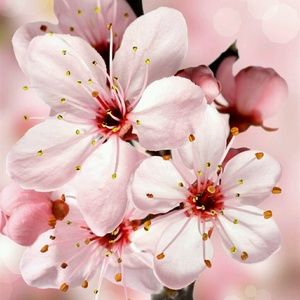 Meet your Posher, Presley