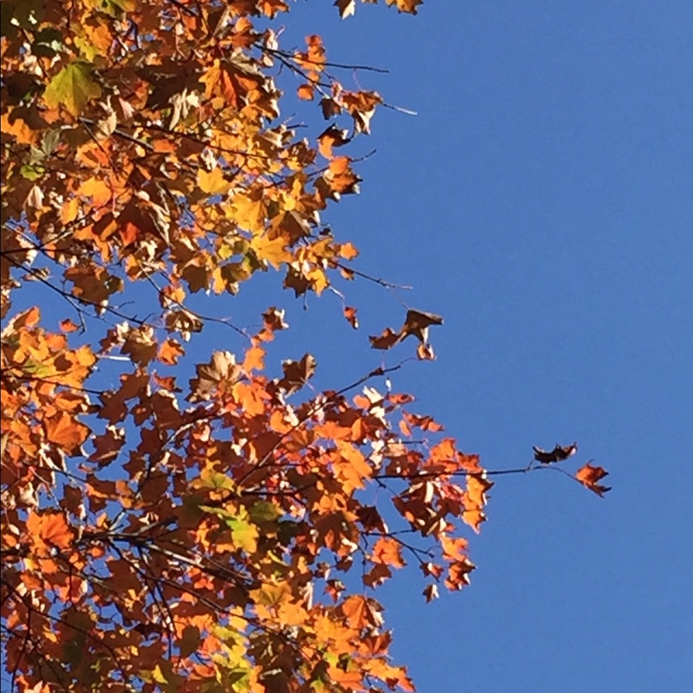 Meet your Posher, Bridget