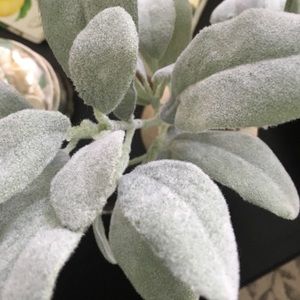 Meet your Posher, Chin