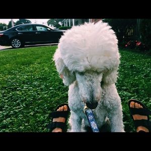 Meet your Posher, Pammie