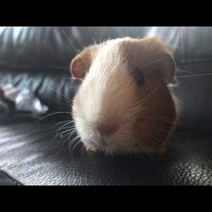 Meet your Posher, Sierra