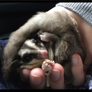 Meet your Posher, Josie