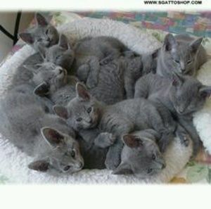 Meet your Posher, Ann