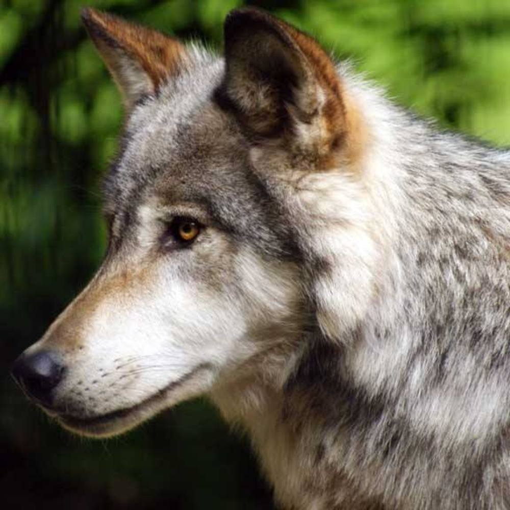 Meet your Posher, Patty