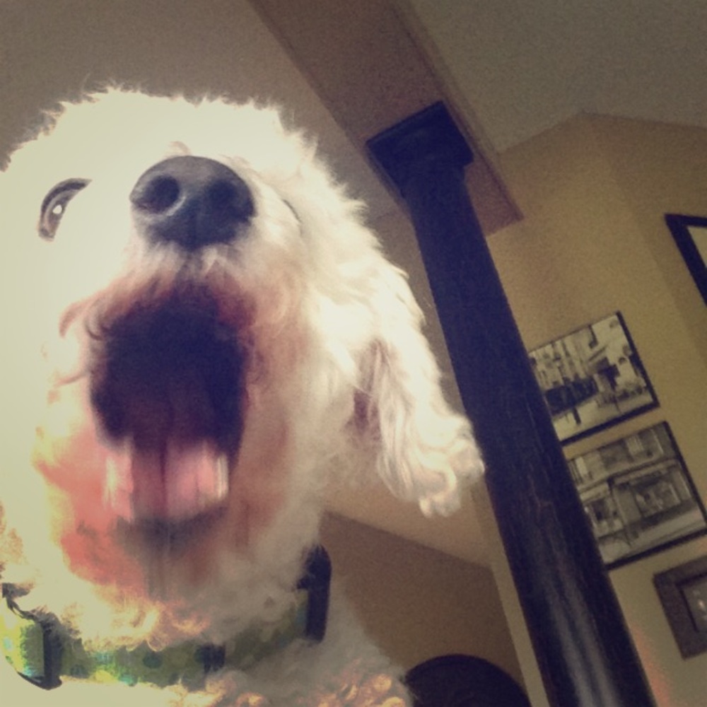 Meet your Posher, Cassidy