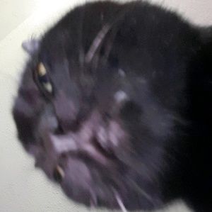 Meet your Posher, Nic