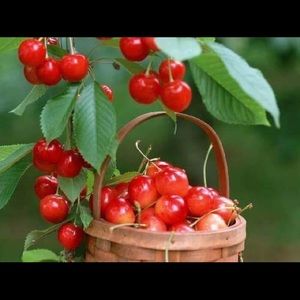 Meet your Posher, Asella