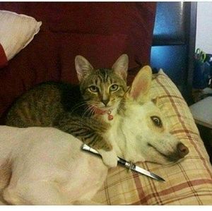 Meet your Posher, Bill