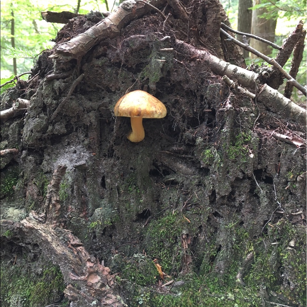 Meet your Posher, Sandi