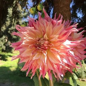 Meet your Posher, Paige