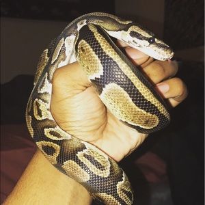 Meet your Posher, Brandon