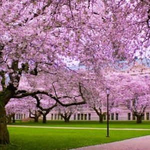 Meet your Posher, Dora