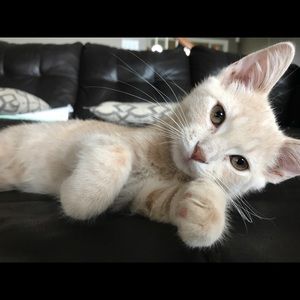 Meet your Posher, Ellie