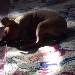 Meet your Posher, Norma